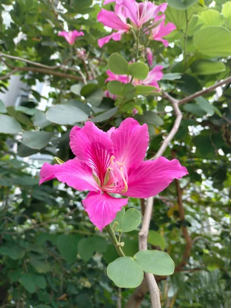 园内生长着一朵粉红的香港兰花 这是一张特写照片 — 图库照片