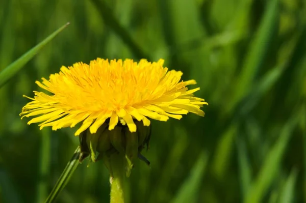 Крупный План Цветка Желтого Одуванчика Солнечную Погоду Размытом Фоне — стоковое фото