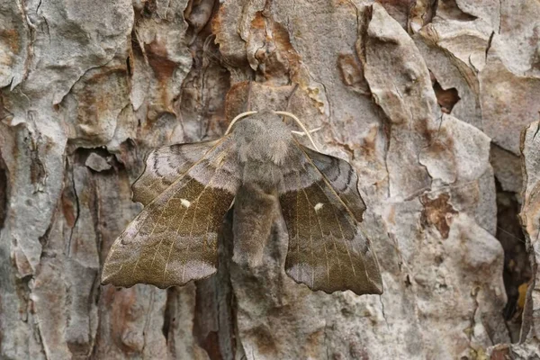 Detailed Closeup Large Laothoe Populi Poplar Hawk Moth Sitting Open — Stock Photo, Image