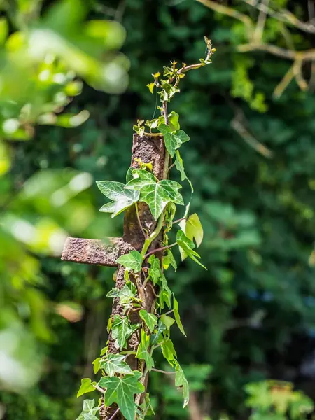 Des Feuilles Vertes Poussant Autour Morceau Métal Rouillé Sur Fond — Photo