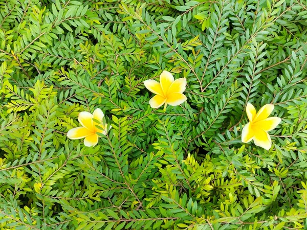 Baharda Bahçede Yetişen Sarı Kamboçya Çiçeklerinin Yakın Plan Çekimi — Stok fotoğraf