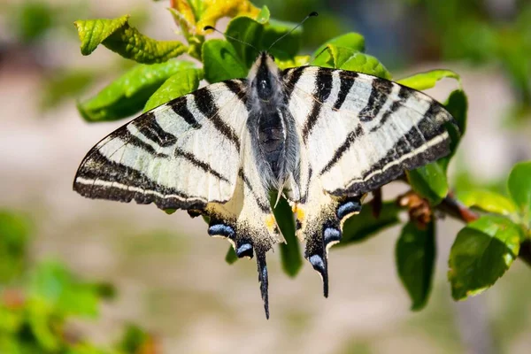 Plan Rapproché Une Rare Queue Hirondelle Sur Les Feuilles Dans — Photo