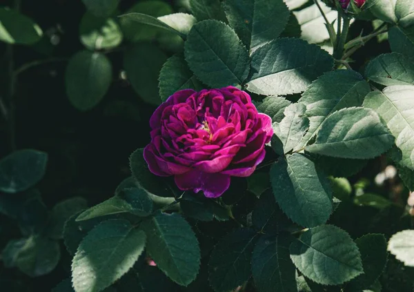 Çiçek Açan Bir Gülün Yakın Çekimi — Stok fotoğraf