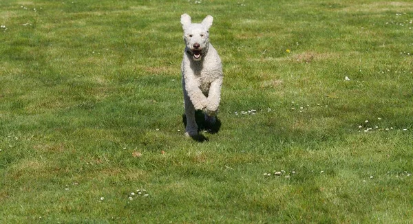 A royal poodle running in the green garden in springtime