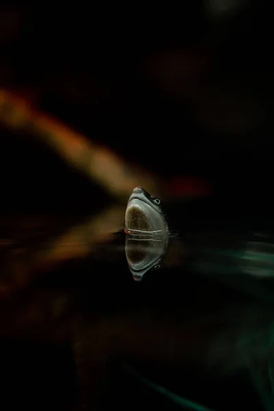 水面に映る亀の頭の垂直ショット — ストック写真