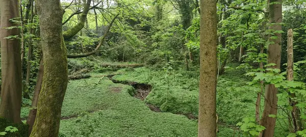 Una Vista Panorámica Sendero Entre Plantas Verdes Arbustos Bosque Día —  Fotos de Stock