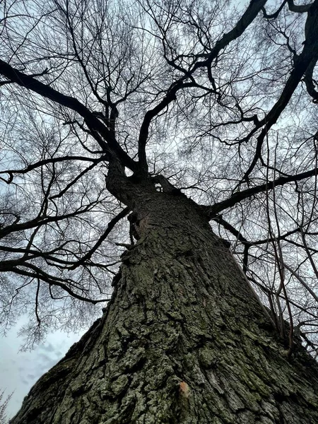 大きな木の低角度ビュー — ストック写真