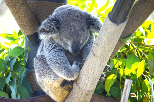 Fotók Koalasról Állatkertből — Stock Fotó