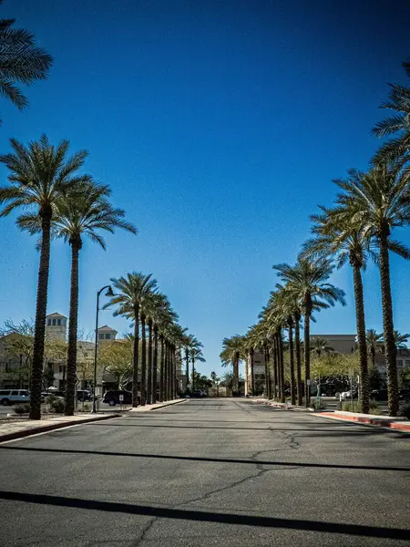 Vertical Shot Road Surrounded Palm Trees Sunny Day — Stock Photo, Image
