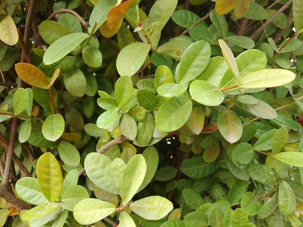 Een Close Shot Van Groene Xylocarpus Granatum Bladeren — Stockfoto