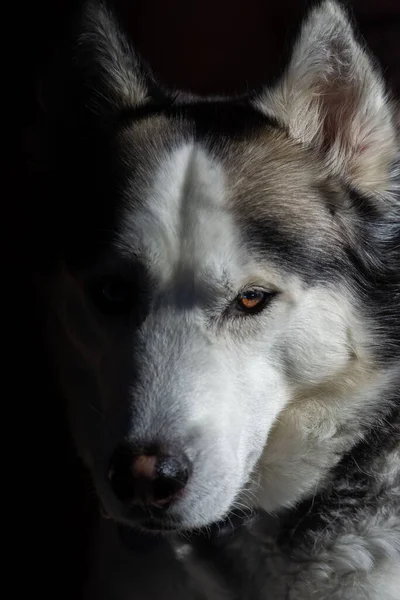 Egy Függőleges Lövés Egy Szibériai Husky Ellen Fekete Háttér — Stock Fotó