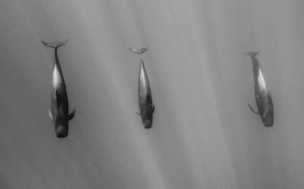 Grupo Baleias Piloto Barbatana Curta Mergulhando Debaixo Água Escala Cinza — Fotografia de Stock