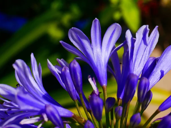 Yaz Mevsiminde Agapanthus Çiçeğinin Güzel Bir Fotoğrafı — Stok fotoğraf