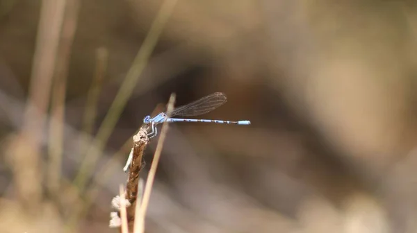 Bilder Flygende Insekter Fra Friluft – stockfoto