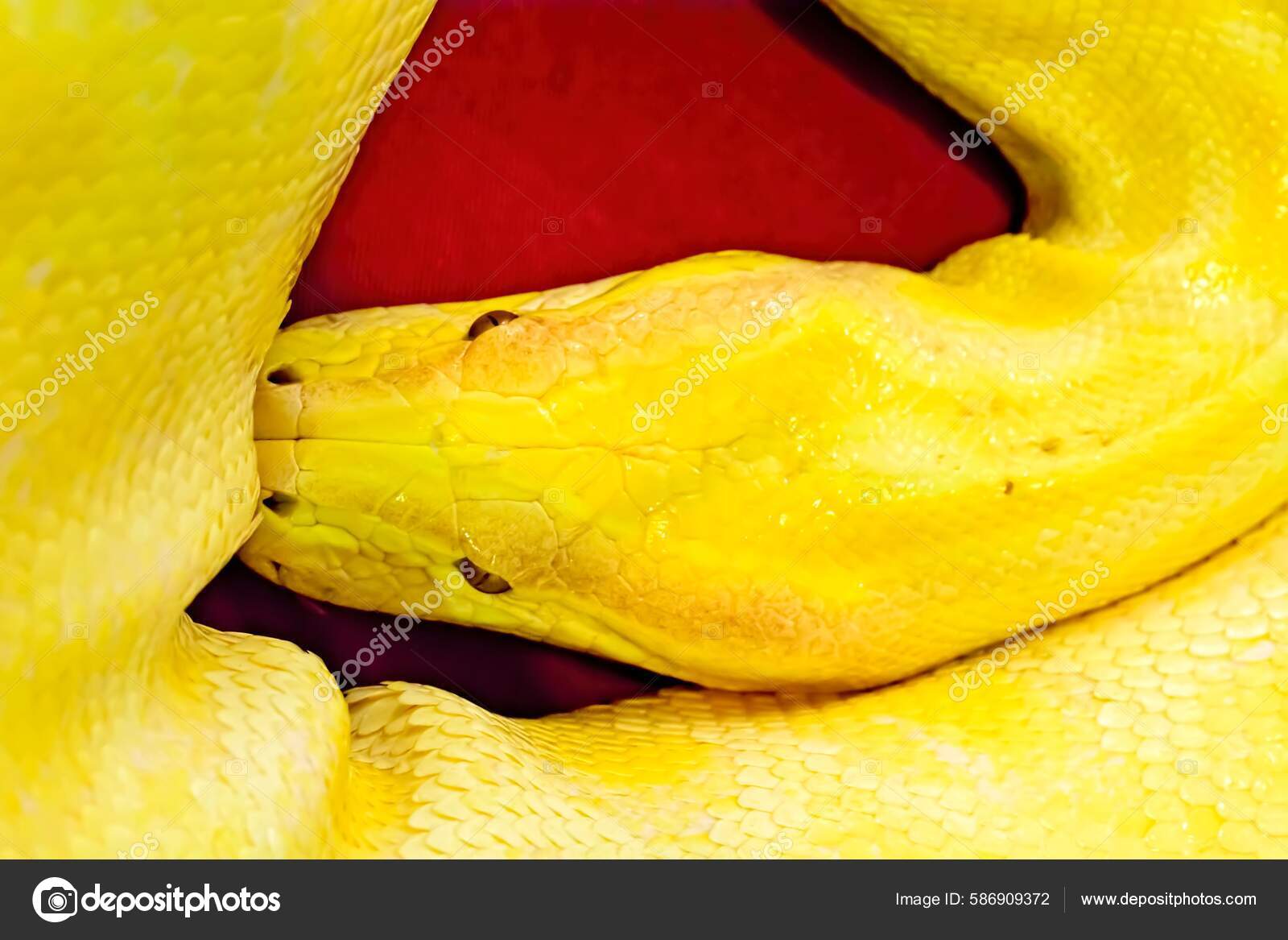 Albino Green Tree Python