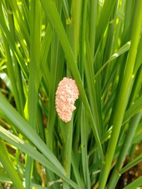 Dikey bir çekim. Pirinç bitkilerine yapışmış salyangoz yumurtası koleksiyonu. Doğal konsept