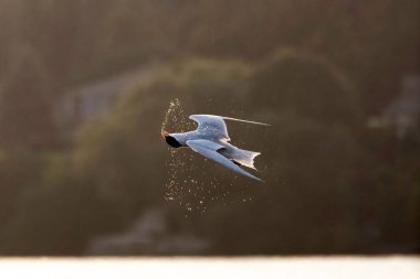 Uçuşta yaygın olarak kullanılan Tern (Sterna Hirundo), uçuşun ortasında başını sallayarak suyu düşürür.