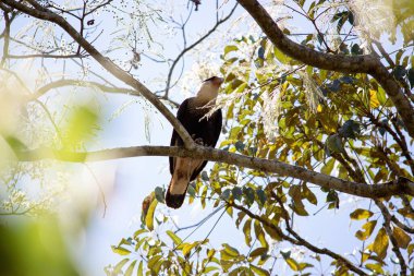 Güney armalı Caracara (Caracara plancus) bir ağaç dalına tünemiştir.
