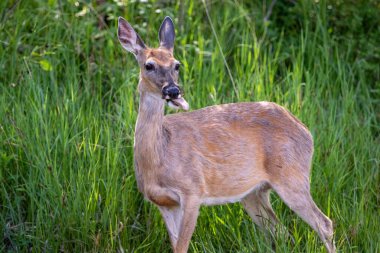 Doe dikkatle Güney Dakota 'daki Black Hills' te görüldü..