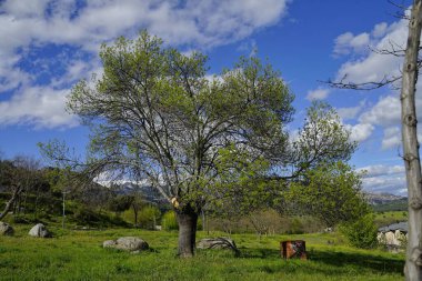 Yeşil çimen tarlasında büyüyen bir ağacın manzarası kırsal kesimdeki dağlara karşı.