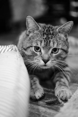 Avrupalı bir Shorthair kedinin kameraya dik dik baktığı gri tonlu bir görüntü.