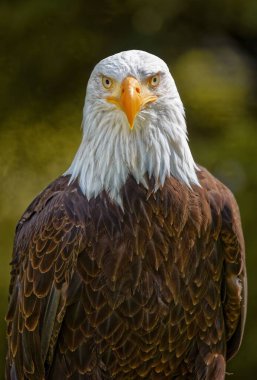 Kel kartal portresi Weisskopfseeadlers Haliaeetus leucocephalus