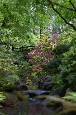 Güneşli bir günde ormanda akan güzel bir gölün dikey görüntüsü.