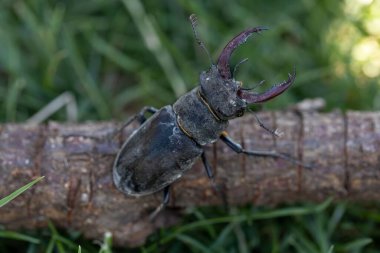 Outdoor Macro Of An Dirty Stag-Beetle On Wood Stick clipart