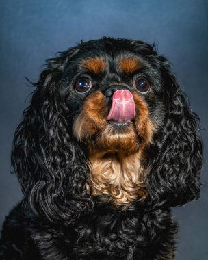 Şövalye Kral Charles Spaniel 'in stüdyo portresi..