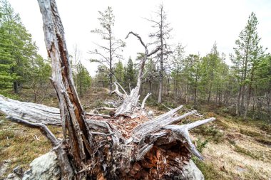 Parkta kurumuş yaşlı bir ağaç.