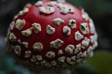 Ormanda zehirli bir mantar mantarı.