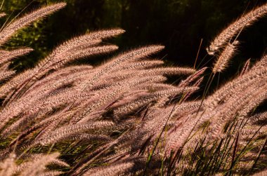 Tarlada altın buğday kulakları