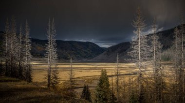 Vadideki güzel ağaçların manzarası. Arka planda dağlar var. Colorado 'daki karanlık gökyüzüne karşı.