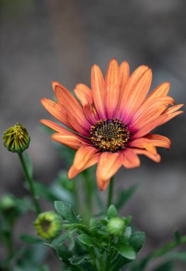 Tomurcuklu Orange Osteospermum 'un dikey yakın çekimi.