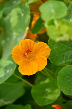 Bahçede asma ve yeşil yapraklı portakal çiçeğinin dikey görüntüsü.