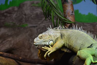 Hayvanat bahçesindeki bir ağacın dalına konmuş yeşil bir iguananın yakın çekimi.