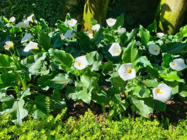 Güneş ışığında yeşil yapraklı beyaz zambak çiçeklerinin manzarası.