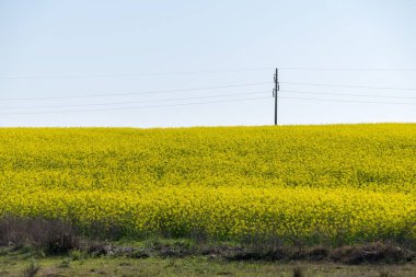 Tecavüz tohumları tarlasının güzel bir görüntüsü
