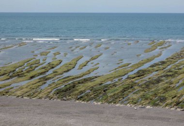 Denizin yosunlu kıyısı