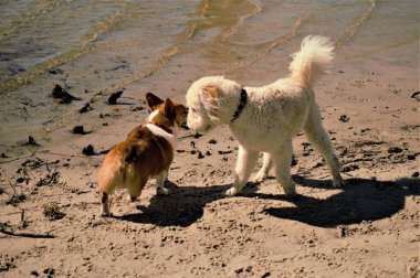 Kumlu bir sahilde güneş ışığında deniz dalgalarına karşı oynayan bir fino köpeği ve bir Corgi 'nin yakın çekimi.