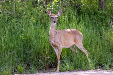 Doe dikkatle Güney Dakota 'daki Black Hills' te görüldü..