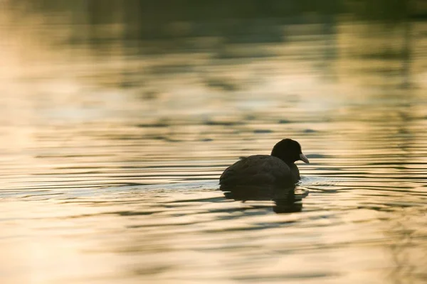 Eurasian Coot Fulica Atra Wading Lake —  Fotos de Stock