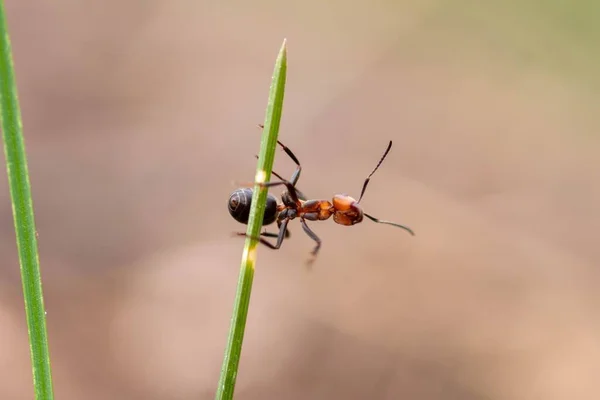 Çimlerin Üzerindeki Ateş Karıncalarının Makrosu — Stok fotoğraf