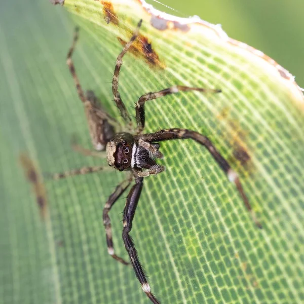 A macro shot of a Huntsman spider (Sparassidae) sitting on a green leaf of a plant