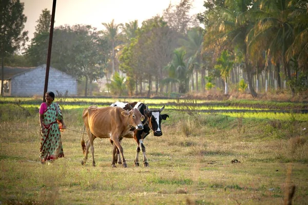 Belo Retrato Horizontal Uma Mulher Indiana Caminhando Junto Com Vacas — Fotografia de Stock