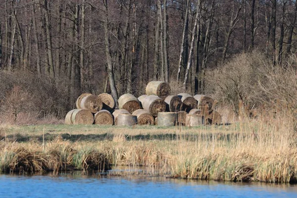 Oever Van Een Meer Met Hooi Droog Gras — Stockfoto