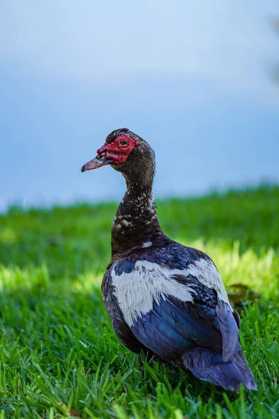 Bir Tarlada Bir Moskovalı Ördeğin Dikey Portresi — Stok fotoğraf