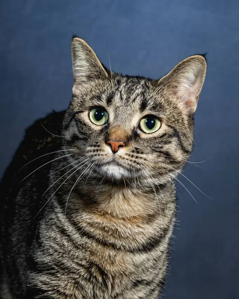 Kíváncsi Cat Studio Pet Portré — Stock Fotó