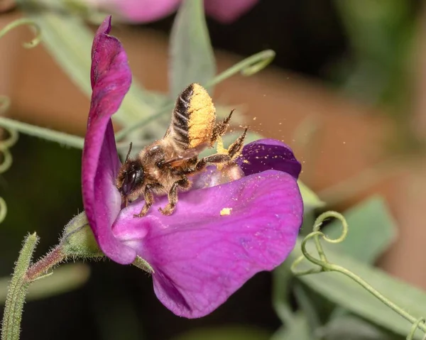 Primer Plano Laguna Megachile Guisante Dulce Lathyrus Odoratus — Foto de Stock