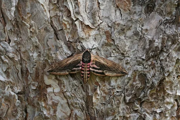 Großaufnahme Des Großen Ligusterfalken Sphinx Pinastri Der Mit Offenen Flügeln — Stockfoto